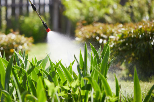 24/7 Emergency Termite Control experts in Energy, IL